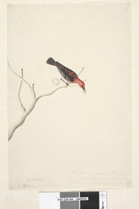 Pagina 54. Drepanis. onder titel in andere hand September. Natuurlijke grootte rechtsonder in derde hand Deze vogels worden verondersteld trekvogels te zijn en verschijnen in zwermen, het rood toont niet de schoonheid van de vogel. Scharlaken Honingeter My