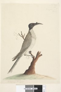 Pagina 55. Wer,gan of de Friar. linksonder in een andere hand Meliphaga Phrygia. midden onder in een derde hand Natuurlijke grootte Luidruchtige Friarbird Philemon corniculatus, 1791-92