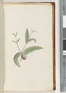 Onbekende plant door Unknown artist