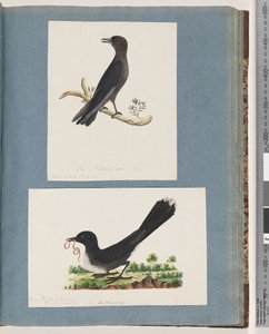 Ongeïdentificeerde vogel. Turdus door Unknown artist