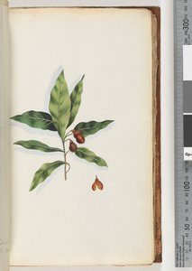 Pagina 58. Onbekende plant door Unknown artist