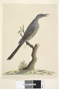 Pagina 59. Natuurlijke grootte, de veren van de kop, nek en borst zijn puntig Borstelwattle, Vogel Anthochaera chrysoptera, 1791-92 door Unknown artist