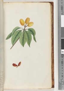 Pagina 59. Pilospermum mapon door Unknown artist