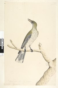Pagina 5. Oriolus mimetis. Natuurlijke grootte. Juli, iris twijfelachtig Olijf, Rug Oriole Oriolus sagittatus