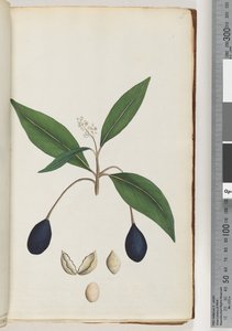 Ongeïdentificeerde plant door Unknown artist