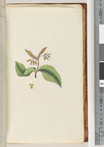 Pagina 60. Onbekende plant door Unknown artist