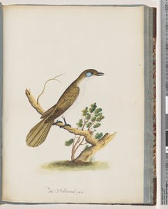 Pagina 61. Blauwgezicht Honingeter. Turdus cyanoris. Blauwwang Lijster door Unknown artist
