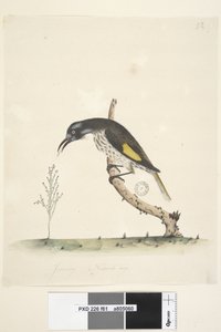 Pagina 61. Januari. Natuurlijke grootte Geelvleugel Honingeter Meliornis novae, hollandiae, 1791-92 door Unknown artist