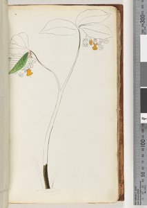 Pagina 61. Geen inscriptie, onvoltooide tekening door Unknown artist