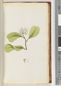 Pagina 61a. De Mangroveboom door Unknown artist