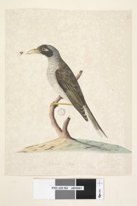 Pagina 62. Juni. Natuurlijke grootte Luidruchtige Mier Myzantha melanocephala, 1791-92 door Unknown artist