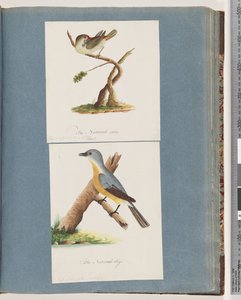 Pagina 62. Roodbrauwvink. Loxia astrild. 63. Onbekende vogel. Muscicapa flavigastra