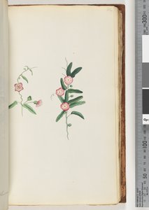 Pagina 62. Onbekende plant