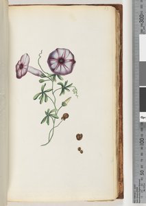 Pagina 63. Winde door Unknown artist
