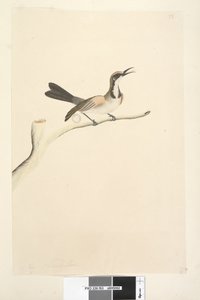 Pagina 63. Mei. Natuurlijke grootte Tawny Crowned Honingeter Phylidonyris melanops, 1791-92