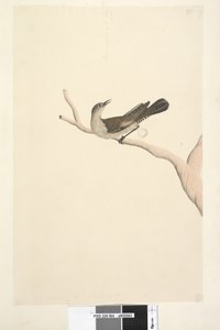 Pagina 64. Natuurlijke grootte. Iris twijfelachtig. Iris verondersteld stro kleurig te zijn Bruine Boomkruiper Climacteris picumnus, 1791-92