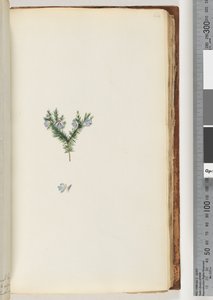 Pagina 64. Onbekende plant door Unknown artist