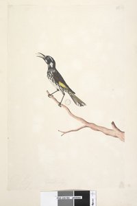 Pagina 65. Mei, natuurlijke grootte Geelvleugel Honingeter Meliornis novae, hollandiae, 1791-92