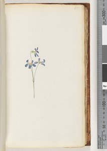 Pagina 65. Onbekende plant door Unknown artist