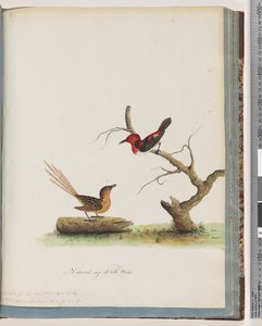 Pagina 66. 1. Scharlaken Honingeter. Certhia/Honingeter/orientale. 2. Onbekende vogel. Muscicapa malachura door Unknown artist