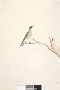 Pagina 66. Augustus. Natuurlijke grootte Grey, Backed Silvereye Zosterops lateralis door Unknown artist