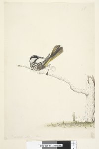 Pagina 67. Ware grootte, juni Witte, Wanghoningeter Phylidonyris nigra, 1791-92