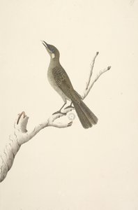 Augustus Lewin Honeyeater