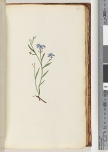 Pagina 68. Onbekende plant door Unknown artist
