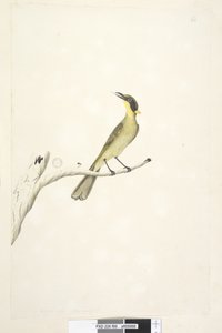 Pagina 69. Natuurlijke grootte. Iris twijfelachtig Gele, Getufte Honeyeater Lichenostomus melanops