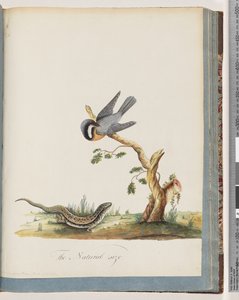 Pagina 69. Onbekende vogel met een hagedis. Sylvia rufirostris door Unknown artist