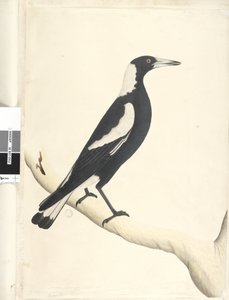 Pagina 6. Barita. boven titel in andere hand Mei. Natuurlijke grootte Zwarte, Gebackte Ekster Gymnorhina tibicen, 1791-92 door Unknown artist