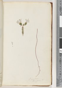 Pagina 6. Pimeloea linfolia door Unknown artist