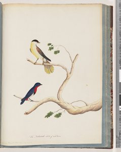 Pagina 70. 1. Onbekende vogel. Bonte Zanger door Unknown artist