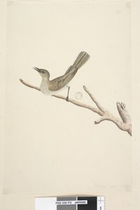 Pagina 70. Natuurlijke grootte. Augustus Fuscous Honingeter Lichenostomus fuscus, 1791-92