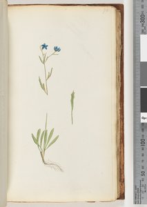 Ongeïdentificeerde plant door Unknown artist
