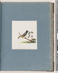 Pagina 71. Onbekende vogel. Pipra nieuw