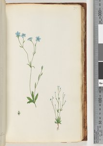 Onbekende plant door Unknown artist