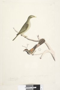 Bell Miner en Rhipidura rufifrons