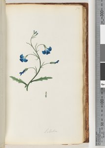 Lobelia