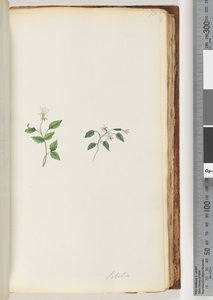 Lobelia door Unknown artist