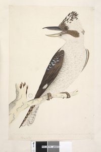 Pagina 75. Dacelo. langs onderrand in andere hand Natuurlijke grootte. De buitenste en middelste teen zijn verbonden tot het tweede gewricht, de middelste en binnenste tot het eerste. Lachende Hans Dacelo gigas, 1791-92 door Unknown artist