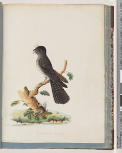 Ongeïdentificeerde vogel. N. Holland Nachtzwaluw