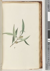 Pagina 75. Onbekende plant door Unknown artist