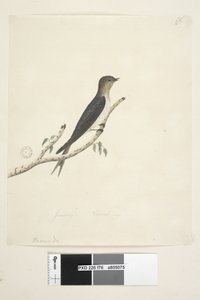 Pagina 76. Hirundo. onderaan in andere hand Januari Natuurlijke grootte Welkom Zwaluw Hirundo neoxena, 1791-92