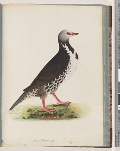 Pagina 76. Onbekende vogel
