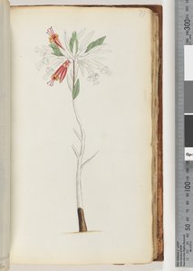 Geen inscriptie, onvoltooide tekening door Unknown artist