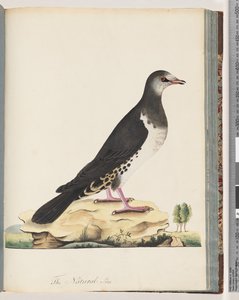 Ongeïdentificeerde vogel door Unknown artist