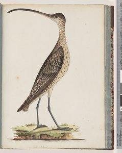 Pagina 78. Oostelijke Wulp door Unknown artist