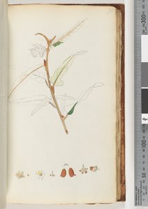 Pagina 78. Geen inscriptie, onvoltooide tekening door Unknown artist