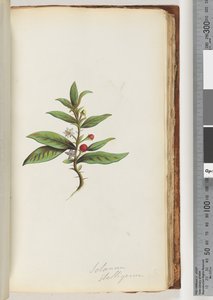 Solanum stelligerum / Ster Nachtschade door Unknown artist